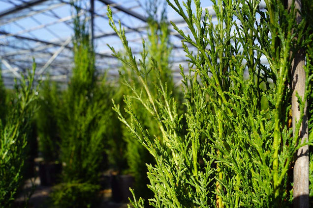 Cupressus sempervirens 'Totem'