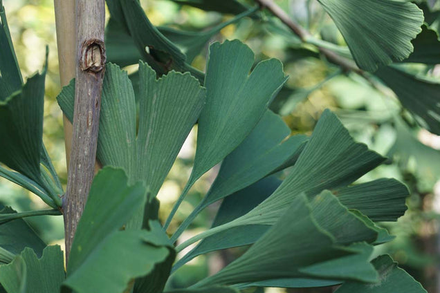 Ginkgo biloba 'Autumn Gold'