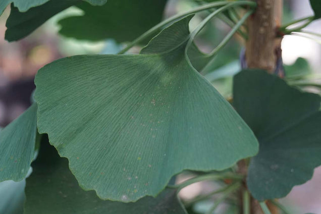 Ginkgo biloba 'Fairmount'