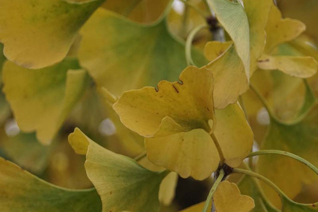 Ginkgo biloba 'Pendula'