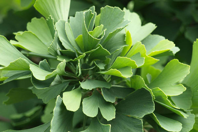 Ginkgo biloba 'Princeton Sentry' blad