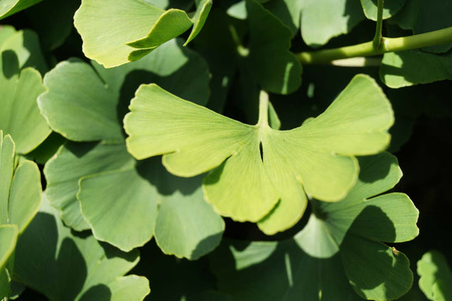 Ginkgo biloba 'Santa Cruz'
