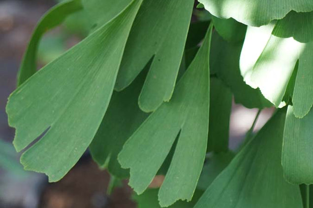 Ginkgo biloba 'Saratoga'