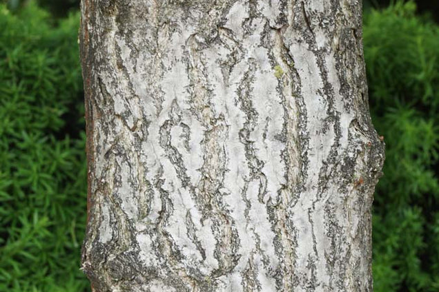 Ginkgo biloba 'Tit'
