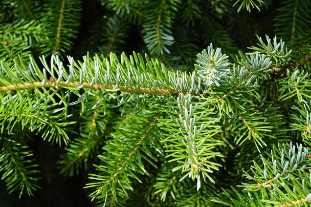 Picea omorika naald