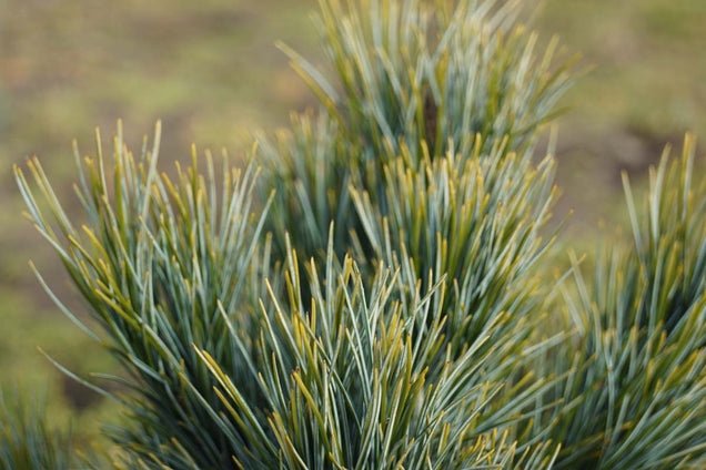 Pinus cembra 'Glauca'
