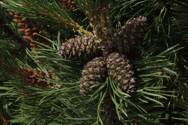 Pinus mugo mugo
