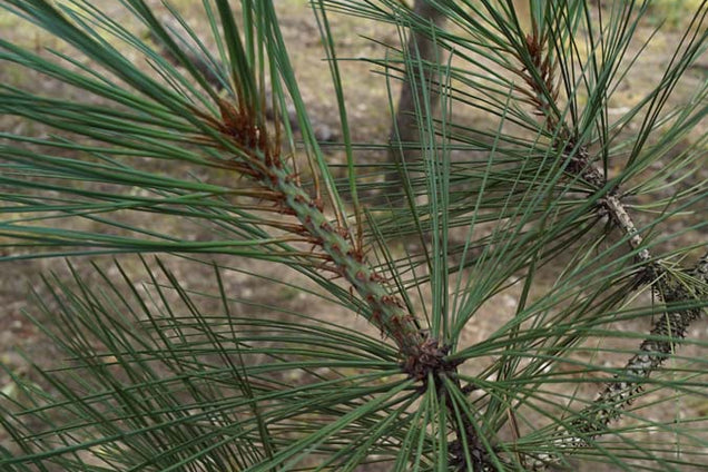 Pinus jeffreyi