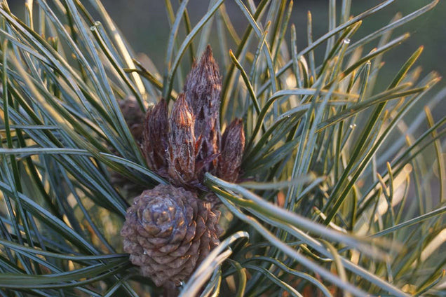 Silveray Pinus koraiensis 'Silveray'