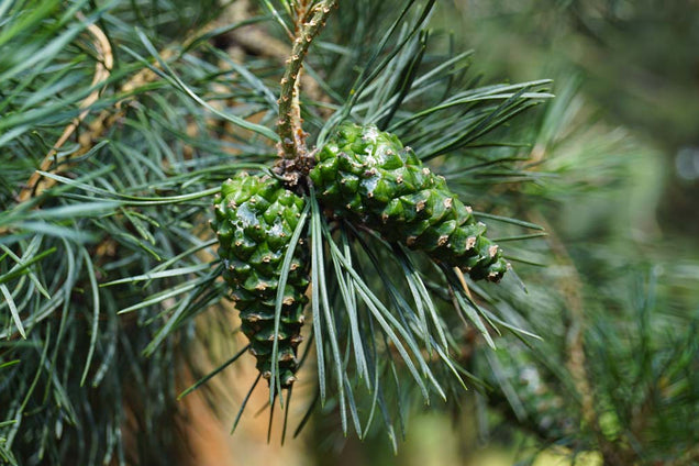 Pinus nigra nigra kegel