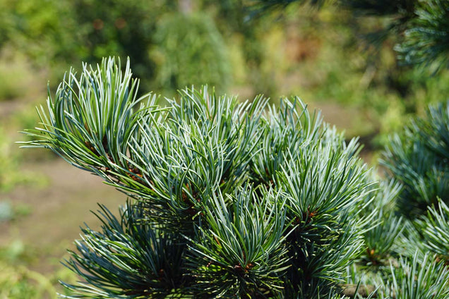 Pinus parviflora 'Negishi' naald
