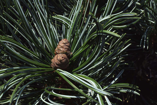 Pinus parviflora 'Tempelhof'