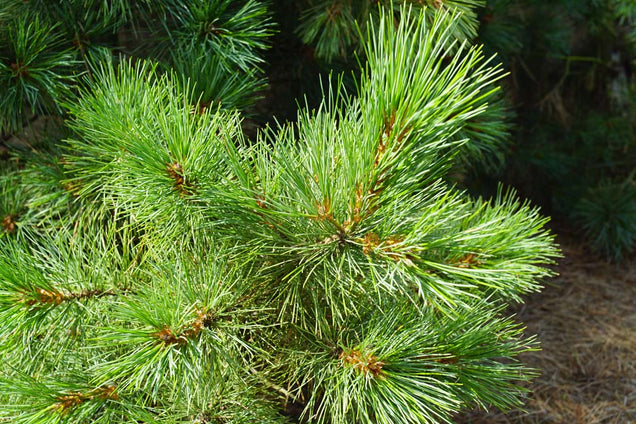 Pinus peuce naald