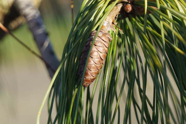 Pinus strobus 'Pendula'