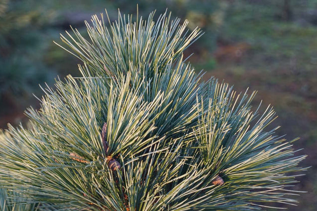 Pinus strobus 'Radiata' naald