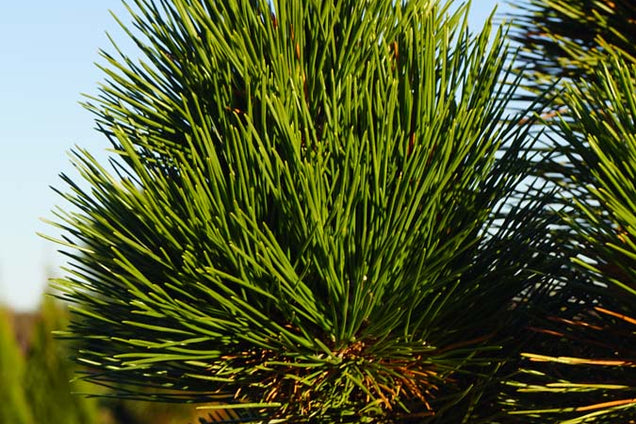 Pinus thunbergii 'Thunderhead' naald