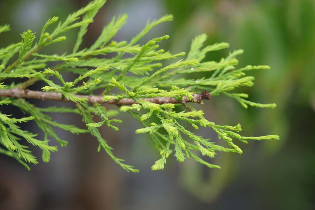 Taxodium distichum 'Nutans' naald