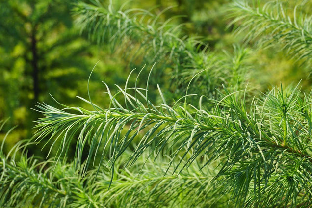 Pseudotsuga menziesii naalden