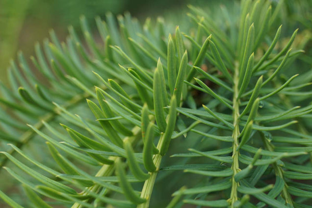 Taxus baccata 'Dovastoniana'
