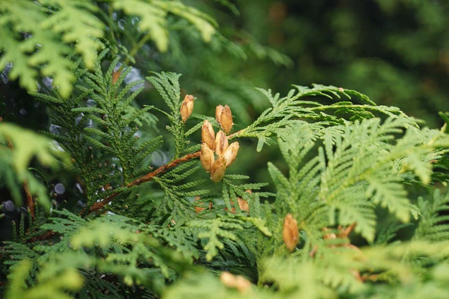 Thuja occidentalis 'Brabant'
