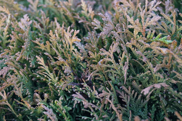 Thuja occidentalis 'Danica'