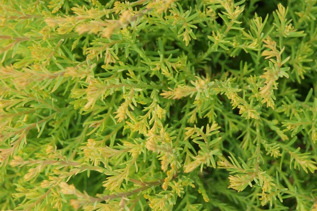 Thuja occidentalis 'Rheingold'