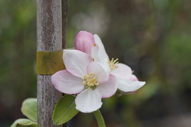 Malus domestica 'James Grieve'