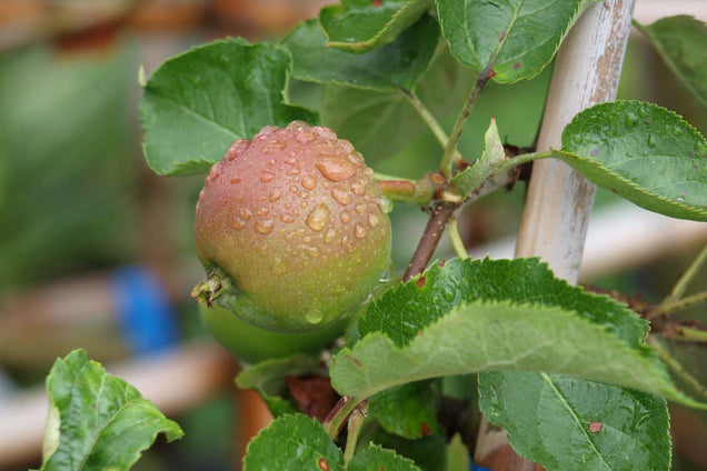 Malus domestica 'Jonagold'