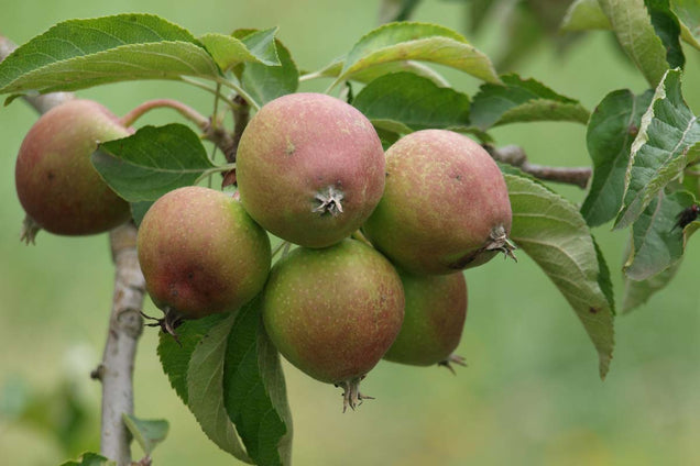 Malus domestica 'Pinova'