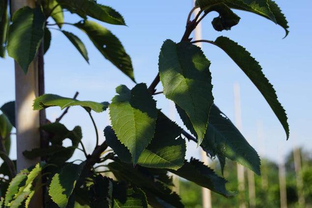 Prunus avium 'Bigarreau Napoléon'
