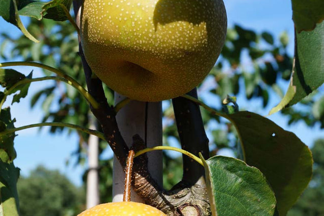 Pyrus pyrifolia 'Hayatama' peer