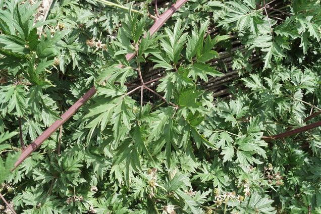Rubus fruticosus 'Thornless Evergreen'