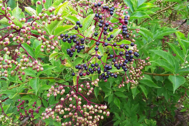 Sambucus nigra 'Haschberg'