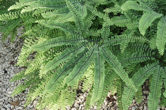 Adiantum pedatum blad