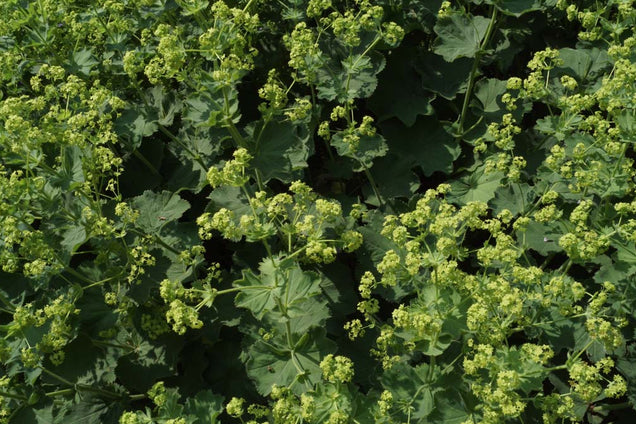 Alchemilla erythropoda bloesem