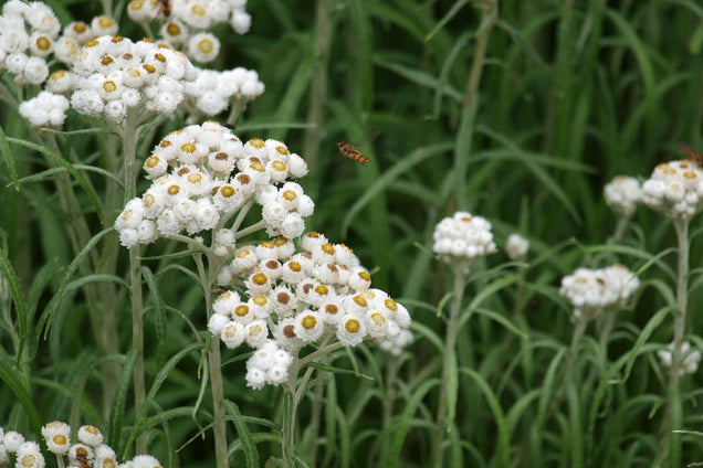 Anaphalis triplinervis