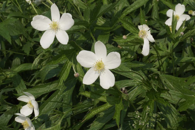 Anemone canadensis