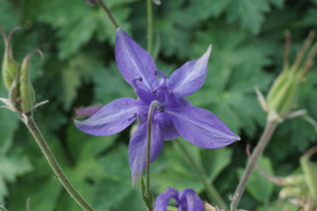Aquilegia alpina
