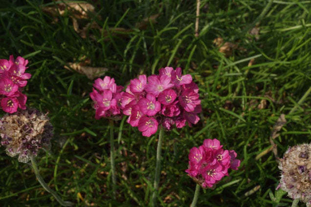 Armeria maritima 'Splendens Perfecta'