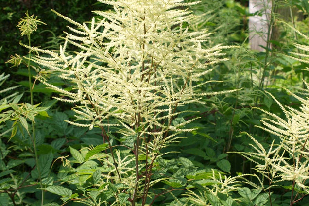 Aruncus dioicus bloem