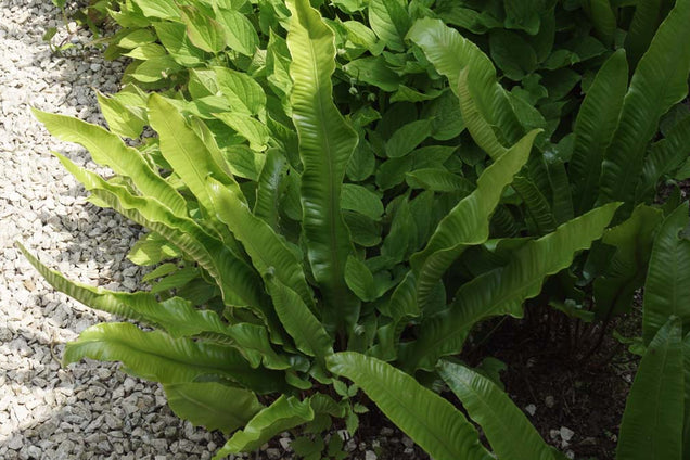 Asplenium scolopendrium blad