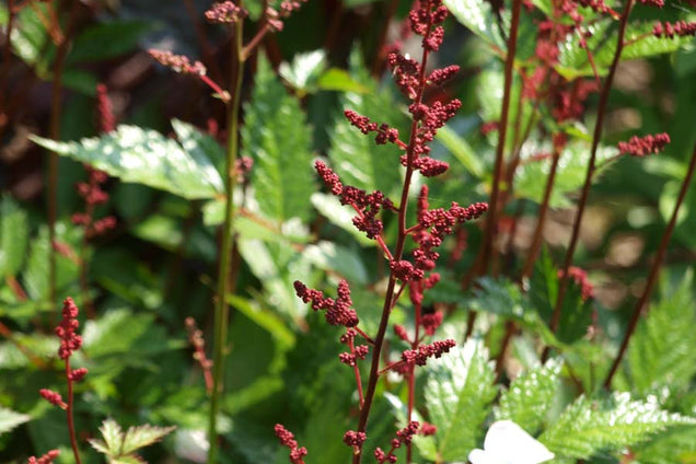 Astilbe (A) 'Fanal'
