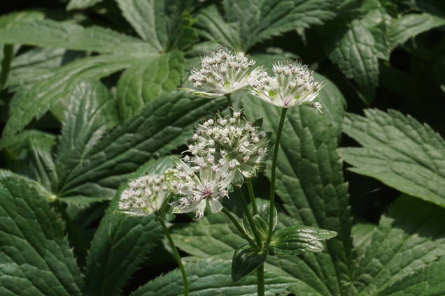 Astrantia major
