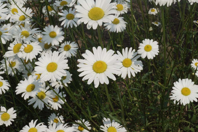 Bellis perennis