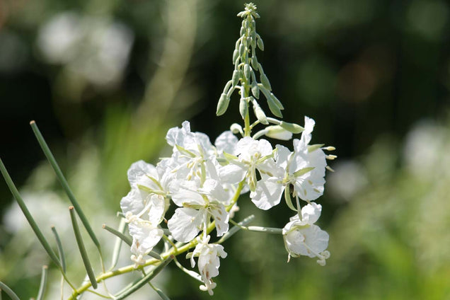 Epilobium angustifolium 'Album'