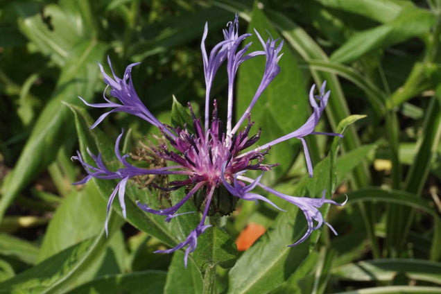 Centaurea montana