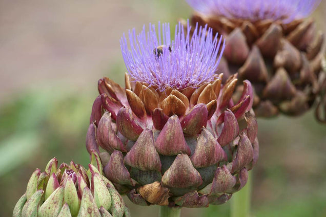 Cynara scolymus bloem