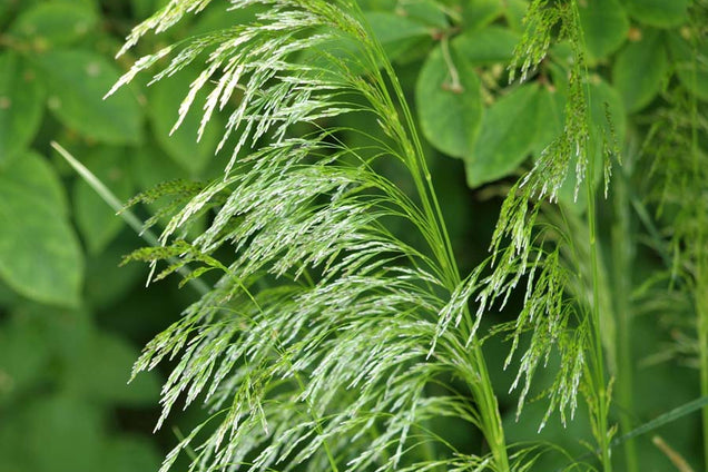 Deschampsia cespitosa 'Goldschleier'