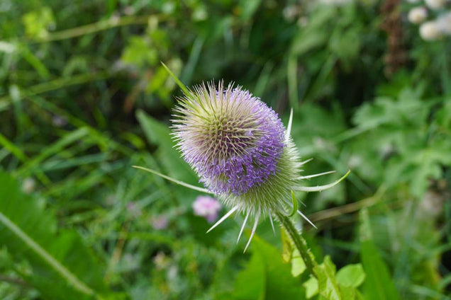 Dipsacus fullonum