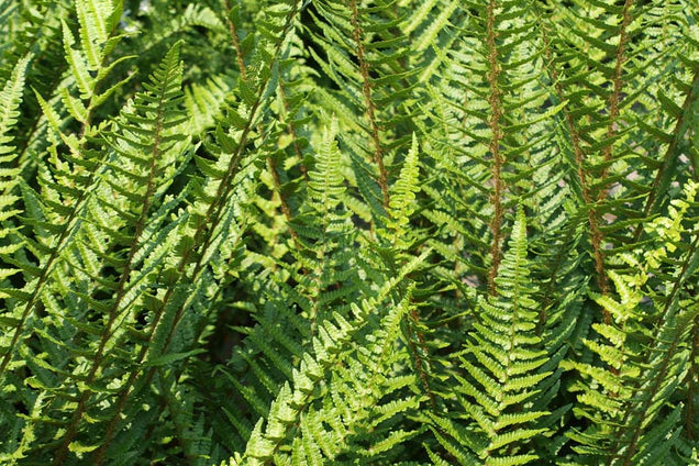 Dryopteris filix-mas